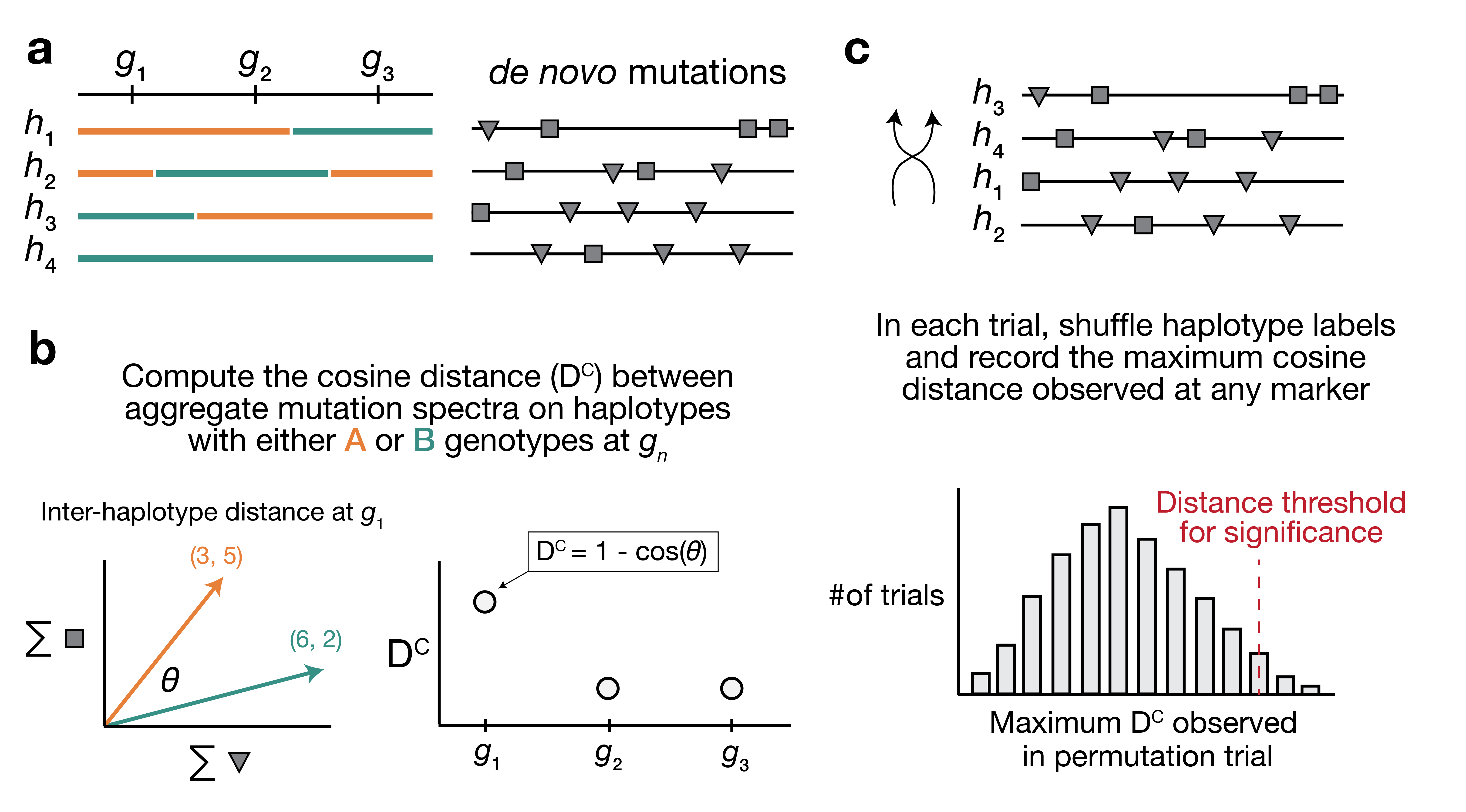 Figure 1: Overview of aggregate mutation spectrum distance method for discovering mutator alleles. a) A population of four haplotypes has been genotyped at three informative markers (g_1 through g_3); each haplotype also harbors unique de novo germline mutations. In practice, de novo mutations are partitioned by k-mer context; for simplicity in this toy example, de novo mutations are simply classified into two possible mutation types (grey squares represent C>(A/T/G) mutations, while grey triangles represent A>(C/T/G) mutations). b) At each informative marker g_n, we calculate the total number of each mutation type observed on haplotypes that carry either parental allele (i.e., the aggregate mutation spectrum) using all genome-wide de novo mutations. For example, haplotypes with A (orange) genotypes at g_1 carry a total of three “triangle” mutations and five “square” mutations, and haplotypes with B (green) genotypes carry a total of six triangle and two square mutations. We then calculate the cosine distance between the two aggregate mutation spectra, which we call the “aggregate mutation spectrum distance.” Cosine distance can be defined as 1 - \cos(\theta), where \theta is the angle between two vectors; in this case, the two vectors are the two aggregate spectra. We repeat this process for every informative marker g_n. c) To assess the significance of any distance peaks in b), we perform permutation tests. In each of N permutations, we shuffle the haplotype labels associated with the de novo mutation data, run a genome-wide distance scan, and record the maximum cosine distance encountered at any locus in the scan. Finally, we calculate the 1 - p percentile of the distribution of those maximum distances to obtain a genome-wide cosine distance threshold at the specified value of p.