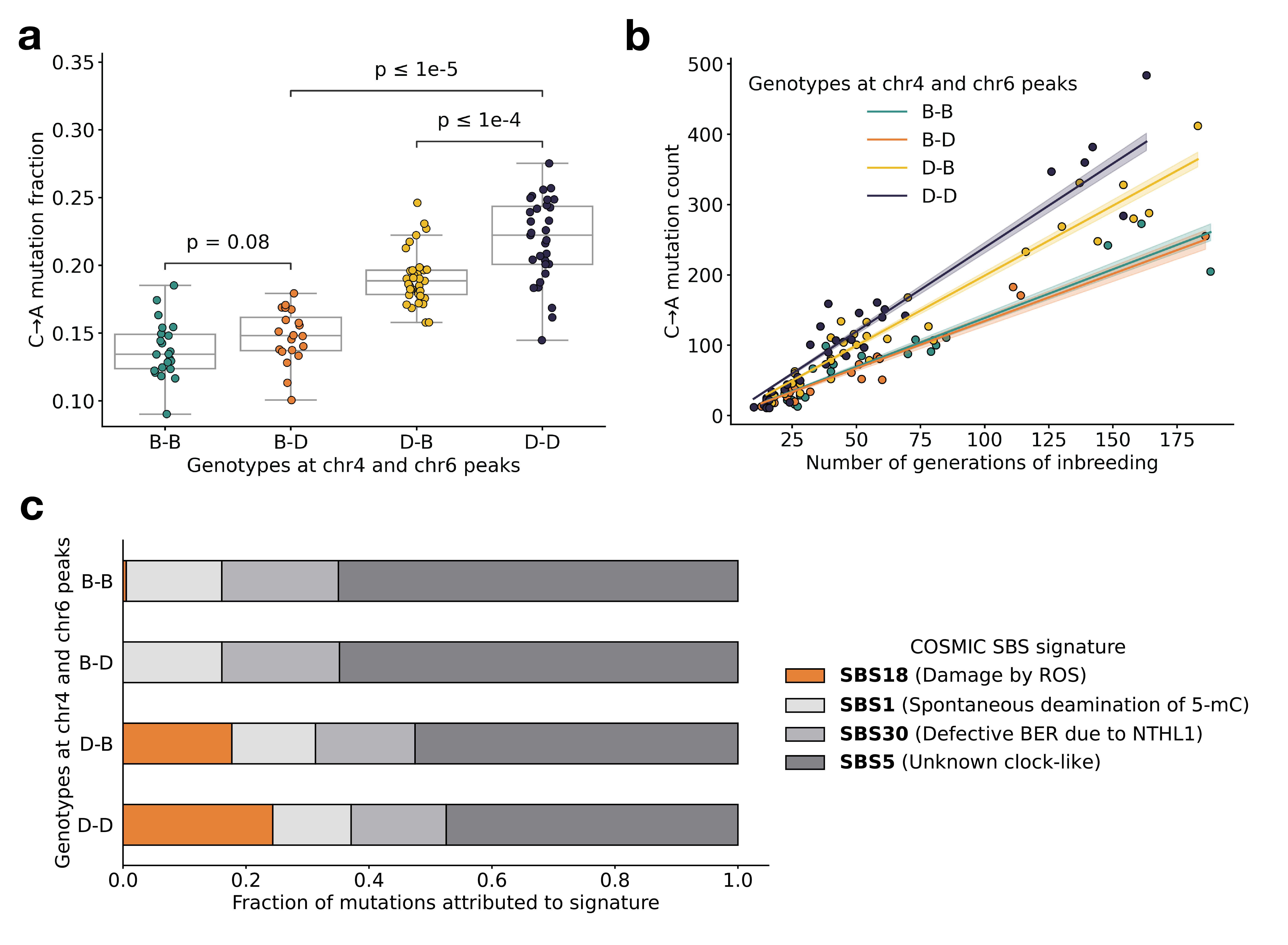 Figure 3: BXD mutation spectra are affected by alleles at both mutator loci. a) C>A de novo germline mutation fractions in BXDs with either D or B genotypes at markers rs27509845 (chr4 peak) and rs46276051 (chr6 peak). Distributions of C>A mutation fractions were compared with two-sided Mann-Whitney U-tests; annotated p-values are uncorrected. B-B vs. B-D comparison: U-statistic = 149.0, p = 7.58e-2; B-D vs D-D comparison: U-statistic = 21.0, p = 2.61e-8; D-B vs D-D comparison: U-statistic = 232.5, p = 6.99e-5. b) The count of C>A de novo germline mutations in each BXD was plotted against the number of generations for which it was inbred. Lines represent predicted C>A counts in each haplotype group from a generalized linear model (Poisson family, identity link), and shading around each line represents the 95% confidence interval. c) Germline mutations in each BXD were assigned to COSMIC SBS mutation signatures using SigProfilerExtractor [29]. After grouping BXDs by their genotypes at rs27509845 and rs46276051, we calculated the fraction of mutations in each group that was attributed to each signature. The proposed etiologies of each mutation signature are: SBS1 (spontaneous deamination of methylated cytosine nucleotides at CpG contexts), SBS5 (unknown, clock-like signature), SBS18 (damage by reactive oxygen species, related to SBS36 and defective base-excision repair due to loss-of-function mutations in MUTYH), and SBS30 (defective base-excision repair due to NTHL1 mutations).