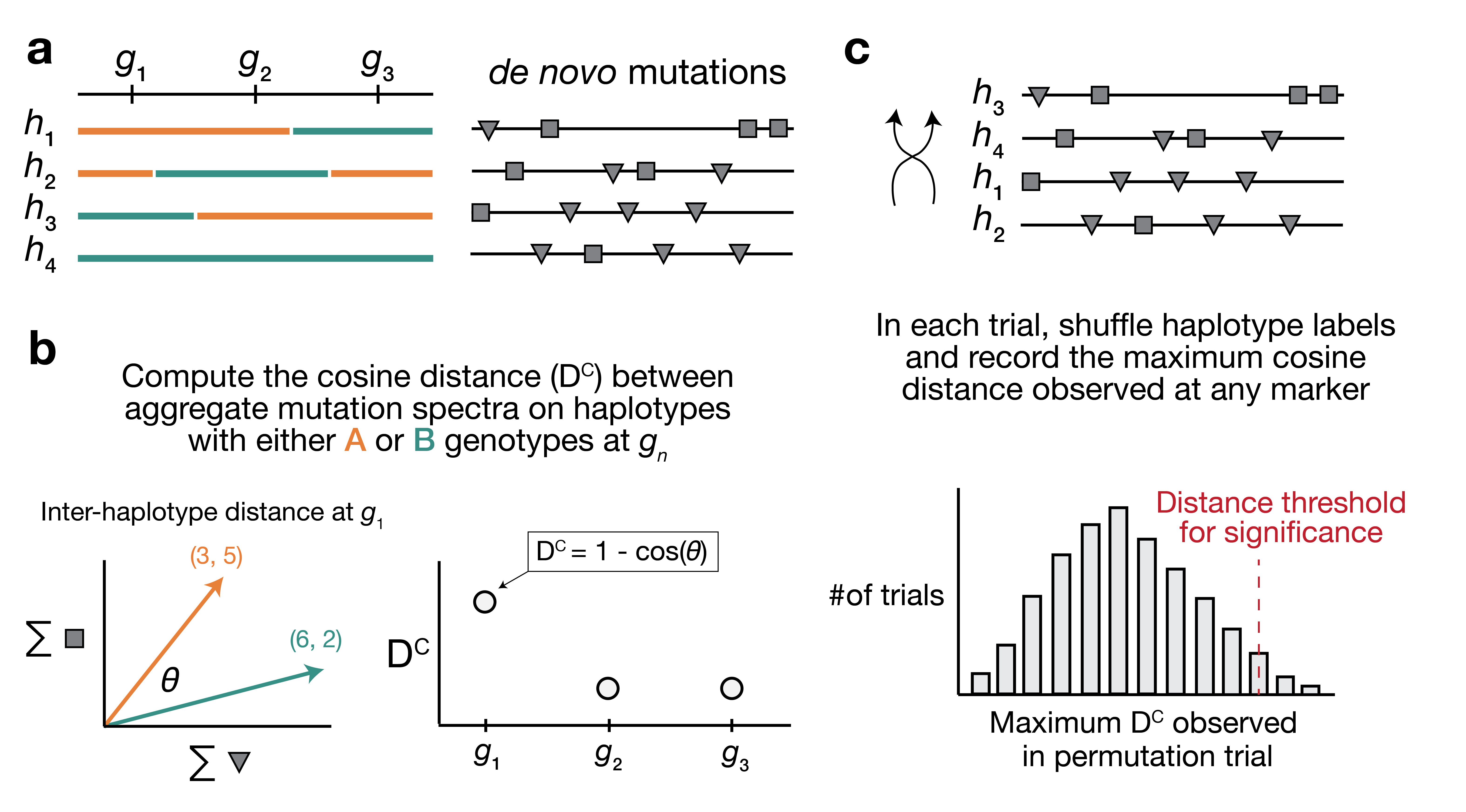 Figure 1: Overview of inter-haplotype distance method for discovering mutator alleles. a) A population of four haplotypes has been genotyped at three informative markers (g_1 through g_3); each haplotype also harbors unique de novo germline mutations. In practice, de novo mutations are partitioned by k-mer context; for simplicity in this toy example, de novo mutations are simply classified into two possible mutation types (grey squares represent C>(A/T/G) mutations, while grey triangles represent A>(C/T/G) mutations). b) At each informative marker g_n, we calculate the total number of each mutation type observed on haplotypes that carry either parental allele (i.e., the aggregate mutation spectrum) using all genome-wide de novo mutations. For example, haplotypes with A (orange) genotypes at g_1 carry a total of three “triangle” mutations and five “square” mutations, and haplotypes with B (green) genotypes carry a total of six triangle and two square mutations. We then calculate the cosine distance between the two aggregate mutation spectra, which we call the “inter-haplotype distance.” Cosine distance can be defined as 1 - \cos(\theta), where \theta is the angle between two vectors; in this case, the two vectors are the two aggregate spectra. We repeat this process for every informative marker g_n. c) To assess the significance of any distance peaks in b), we perform permutation tests. In each of N permutations, we shuffle the haplotype labels associated with the de novo mutation data, run a genome-wide distance scan, and record the maximum cosine distance encountered at any locus in the scan. Finally, we calculate the 1 - p percentile of the distribution of those maximum distances to obtain a genome-wide cosine distance threshold at the specified value of p.