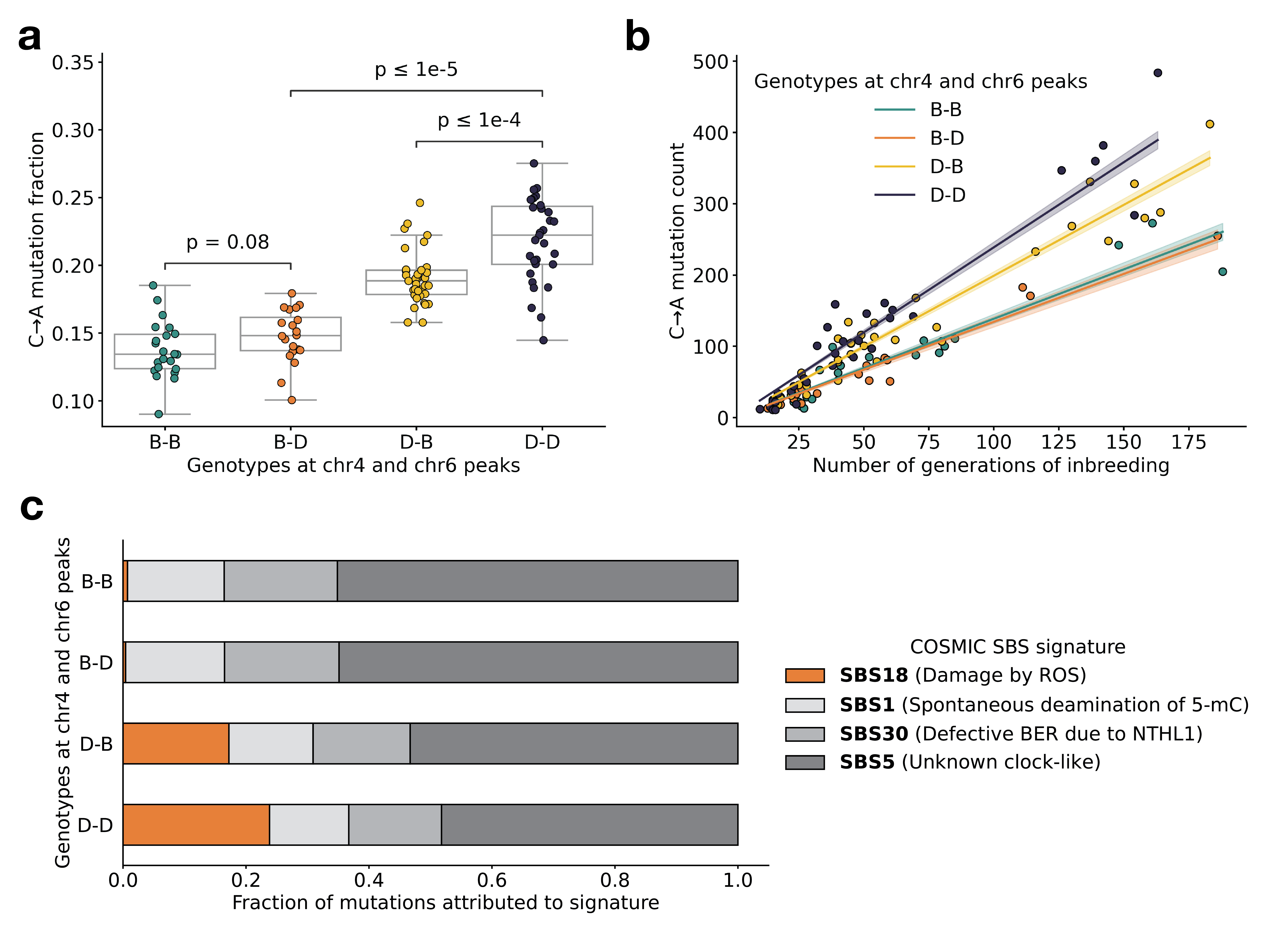 Figure 3: BXD mutation spectra are affected by alleles at both mutator loci. a) C>A de novo germline mutation fractions in BXDs with either D or B genotypes at markers rs27509845 (chr4 peak) and rs46276051 (chr6 peak). Distributions of C>A mutation fractions were compared with two-sided Mann-Whitney U-tests; annotated p-values are uncorrected. B-B vs. B-D comparison: U-statistic = 149.0, p = 7.58e-2; B-D vs D-D comparison: U-statistic = 21.0, p = 2.61e-8; D-B vs D-D comparison: U-statistic = 232.5, p = 6.99e-5. b) The count of C>A de novo germline mutations in each BXD was plotted against the number of generations for which it was inbred. Lines represent predicted C>A counts in each haplotype group from a generalized linear model (Poisson family, identity link), and shading around each line represents the 95% confidence interval. c) Germline mutations in each BXD were assigned to COSMIC SBS mutation signatures using SigProfilerExtractor [PMID:36388765?]. After grouping BXDs by their genotypes at rs27509845 and rs46276051, we calculated the fraction of mutations in each group that was attributed to each signature. The proposed etiologies of each mutation signature are: SBS1 (spontaneous deamination of methylated cytosine nucleotides at CpG contexts), SBS5 (unknown, clock-like signature), SBS18 (damage by reactive oxygen species, related to SBS36 and defective base-excision repair due to loss-of-function mutations in MUTYH), and SBS30 (defective base-excision repair due to NTHL1 mutations).